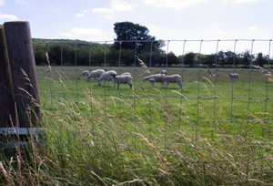 Stock Fencing Suppliers Midlands